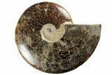 Polished Ammonite Fossil - Madagascar #191513-1